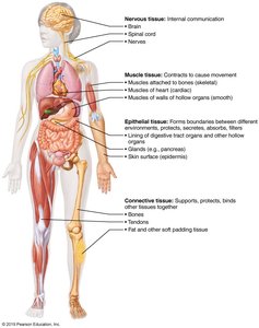 Diagram showing locations and functions of the four tissue types in the human body