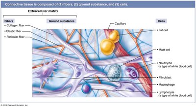 Diagram of connective tissue components: fibers, ground substance, and cells