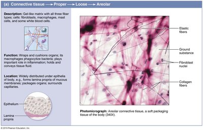 Photomicrograph of areolar connective tissue showing fibers and cells