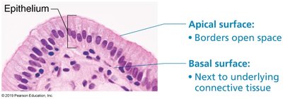 Histological image showing apical and basal surfaces of epithelium