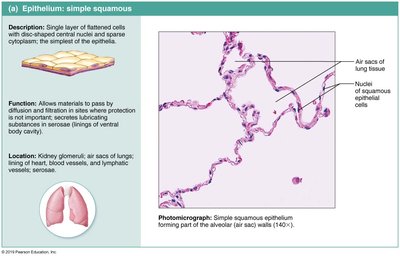 Diagram and photomicrograph of simple squamous epithelium in alveoli