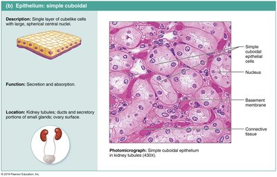 Diagram and photomicrograph of simple cuboidal epithelium in kidney tubules