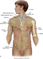 Diagram of the human lymphatic system, showing lymph nodes, vessels, and their relationship to the cardiovascular system