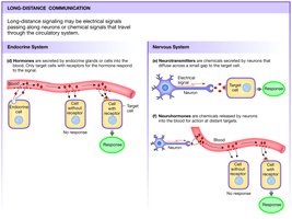 Long-distance communication: hormones, neurotransmitters, neurohormones