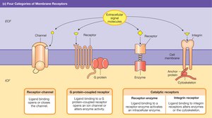 Four categories of membrane receptors