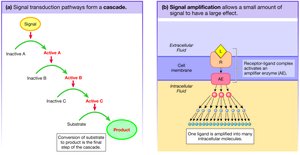 Signal transduction cascades and amplification