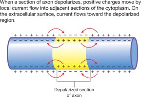 Local current flow in a depolarized section of axon