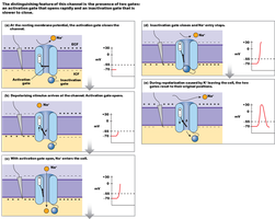 Voltage-gated Na+ channel states and gating