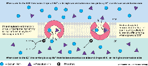 Na+/K+ pump restores ion gradients after action potential
