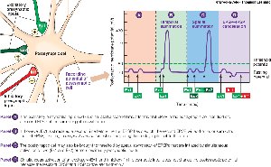 Integration of EPSPs and IPSPs in postsynaptic neuron