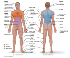 Diagram of the anatomical position showing labeled body regions from anterior and posterior views