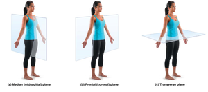 Illustration of median, frontal, and transverse planes on a human figure