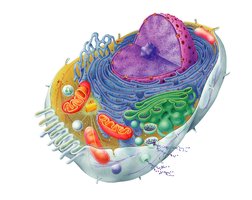 Diagram of a generalized animal cell with labeled organelles