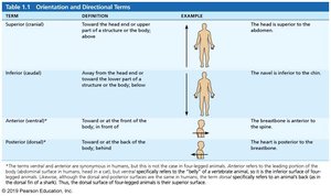 Table of orientation and directional terms: superior, inferior, anterior, posterior