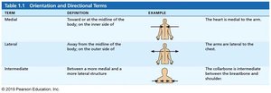 Table of orientation and directional terms: medial, lateral, intermediate