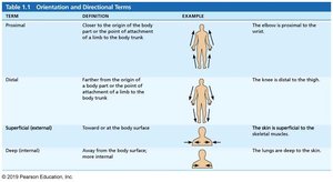 Table of orientation and directional terms: proximal, distal, superficial, deep