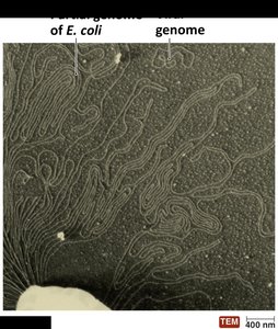 Diagram of viral genome types
