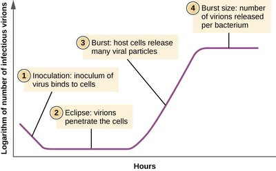Viral growth curve