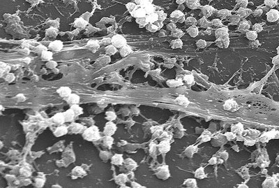 Biofilm formation by lysogenic conversion