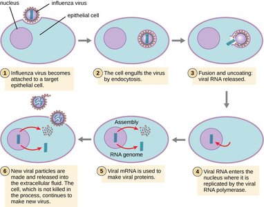 Animal virus replication cycle (influenza virus)
