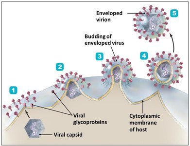 RNA virus replication strategies