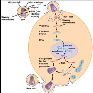 Budding of enveloped virus from host cell