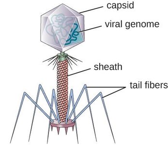 Diagram of a bacteriophage virion