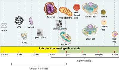 Relative sizes of viruses and cells on a logarithmic scale