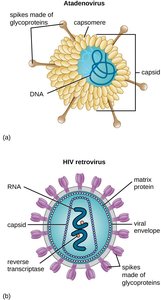 Structures of naked and enveloped animal viruses