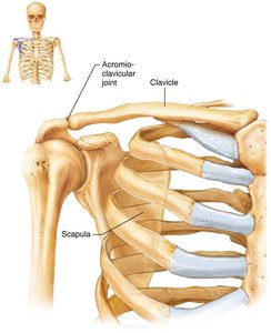 Pectoral girdle with articulating bones