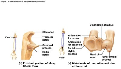 Posterior view of extended elbow