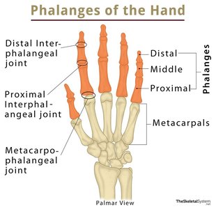 Phalanges of the hand