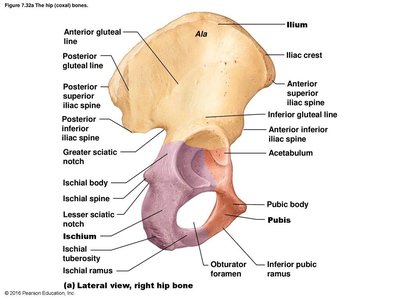 Lateral view, right hip bone