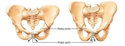 Comparison of male and female pelvis