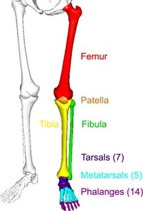 Lower limb bones