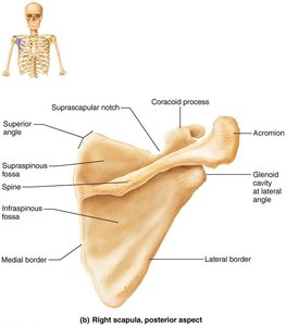 Right scapula, lateral aspect