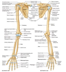 Bones of the pectoral girdle and upper limb