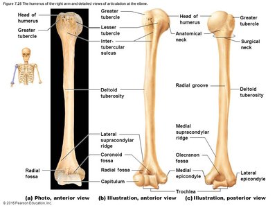 Humerus of the right arm and detailed views of articulation at the elbow