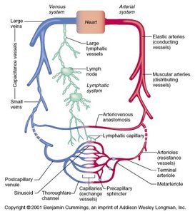 Diagram of the vascular system showing arteries, veins, and lymphatics