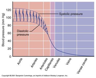 Graph of blood pressure through the vascular tree