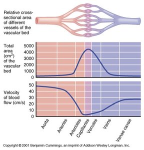 Graph of blood flow velocity and cross-sectional area