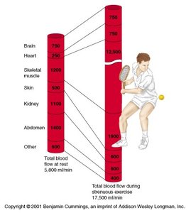 Diagram showing redistribution of blood flow during exercise