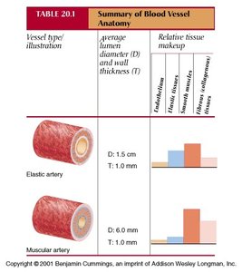 Table: Elastic and muscular artery structure