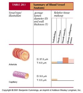 Table: Arteriole and capillary structure