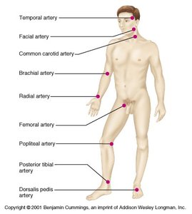 Pressure points on the human body