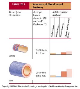 Table: Venule and vein structure