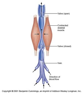 Skeletal muscle pump mechanism