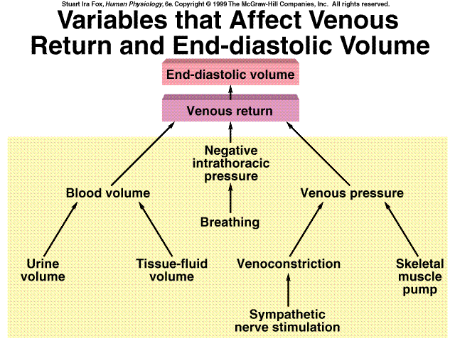 Diagram of factors affecting cardiac output