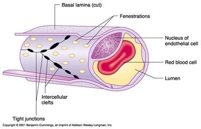 Structure of a fenestrated capillary with labeled features
