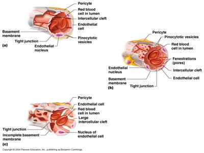 Comparison of tight, fenestrated, and sinusoidal capillaries